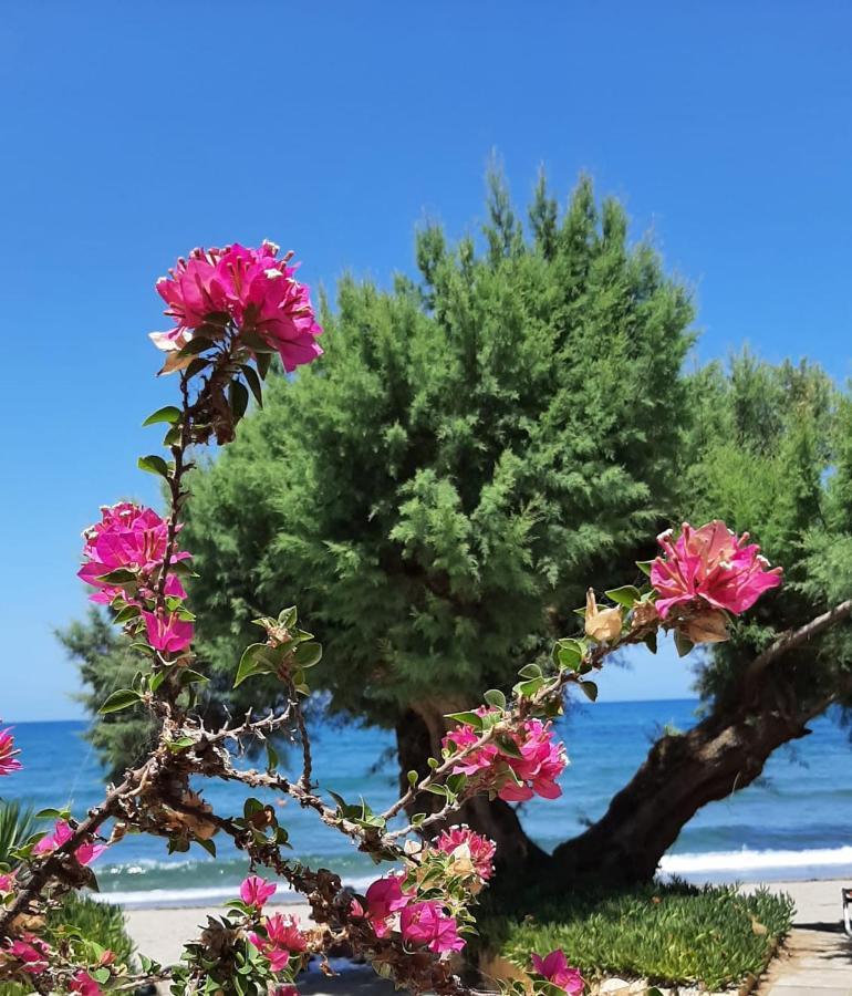 Erofili Aparthotel Agia Marina Exteriör bild